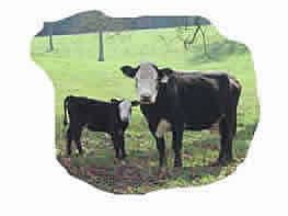 Farm Insurance for cattle and livestock